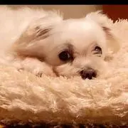 るぅん