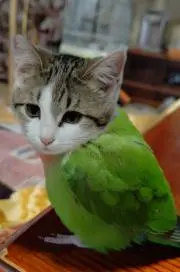 ノエル☆彡の画像
