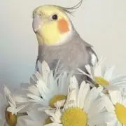KEITO