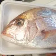 KOKEBEROの画像