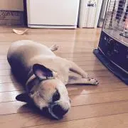 ヒッキーの画像