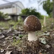 えりんぎの画像