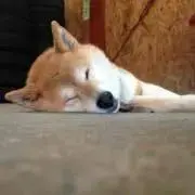 あみの画像
