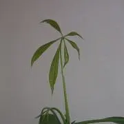 Nabeの画像