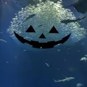 ゆず