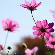 ゆぅの画像