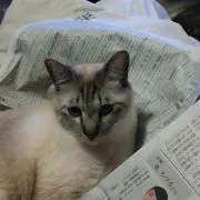サマンサドレミ