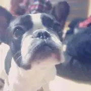 どんの画像