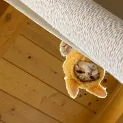 Kanaの画像