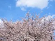 徒然なかの画像