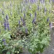 ラベンダーの画像