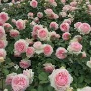 ミルクの画像