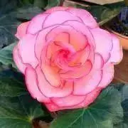 ポコペンの画像