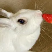Kの画像