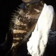 ダイワアモルファスウィスカーアドバイザー村雨78中硬硬 ダイワアモルファスウィスカーアドバイザー村雨78中硬硬 - メルカリ