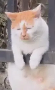 なにぬねこ。の画像