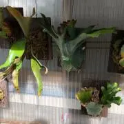きのきのの画像