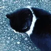 かいちゃんの画像