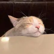 きぬの画像
