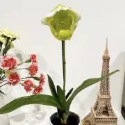 はるの画像