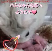＊プロフ必須＊ハムちゃんねる百貨店の画像