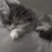 Maiの画像