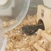 なーさんの画像