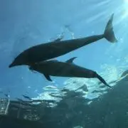 のんたろう