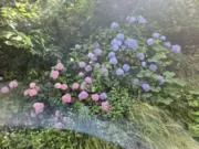 TNNAの画像