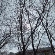 華♡の画像