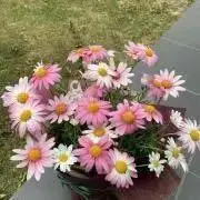 かえぴょんの画像