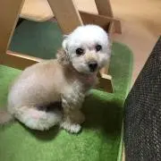 サキママの画像