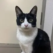 ハチワレの画像