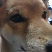 あや