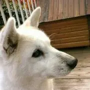 とむのすけの画像