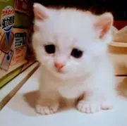 みっちゃん