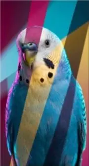 えひゃいの画像