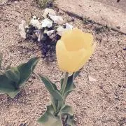 がじゅまるの画像