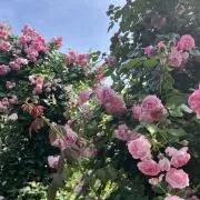A‪ꔛ‬の画像