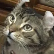 うーにゃんの画像