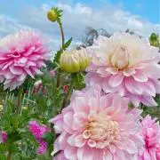 flower moonの画像