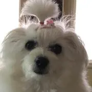 mokomokoの画像