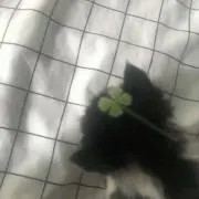 rnの画像