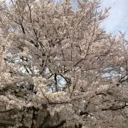 らいおん ☆