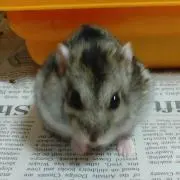 ハムコの画像