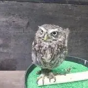 Mちゃん
