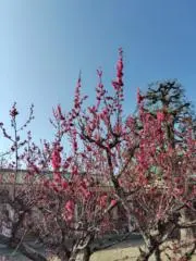 uniの画像