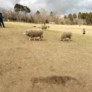 さわ