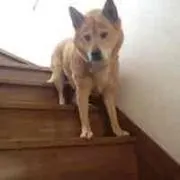 のんのん