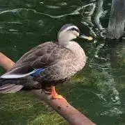 ミチ☆の画像